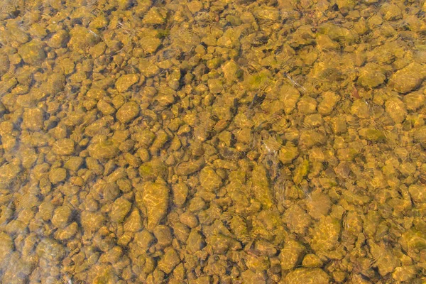 Vissen op forel in de rivier van de berg. — Stockfoto