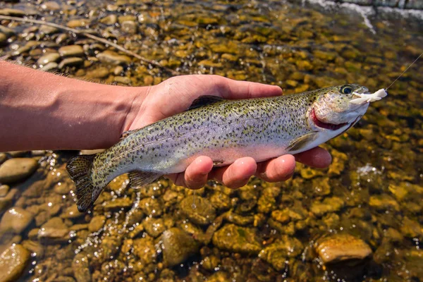 Pesca alla trota nel fiume di montagna . — Foto Stock