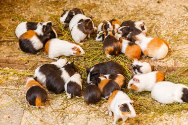 eskiden şiling şimdi pigs bir hayvanat bahçesi