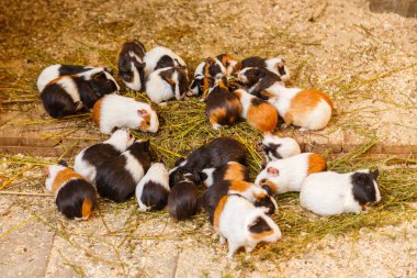 eskiden şiling şimdi pigs bir hayvanat bahçesi