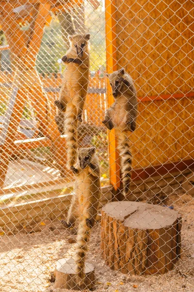 Raccoons in a cage at the zoo — Stock Photo, Image