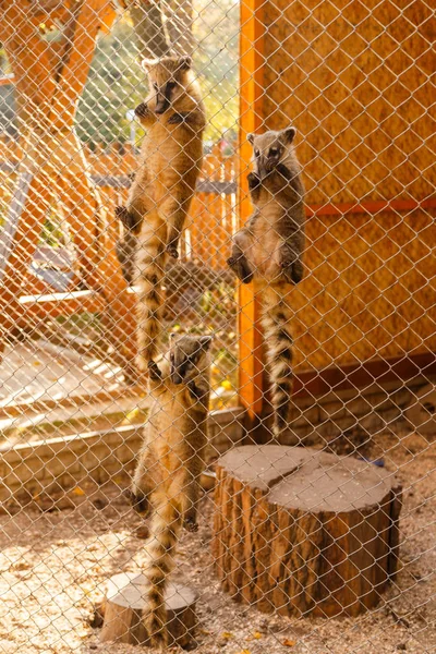 Guaxinins em uma gaiola no zoológico — Fotografia de Stock