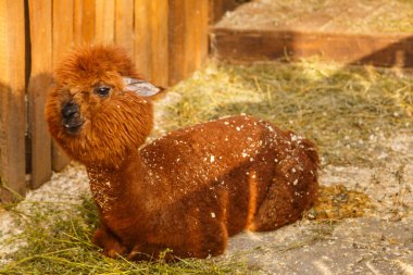 Hayvanat bahçesindeki küçük alpaka.