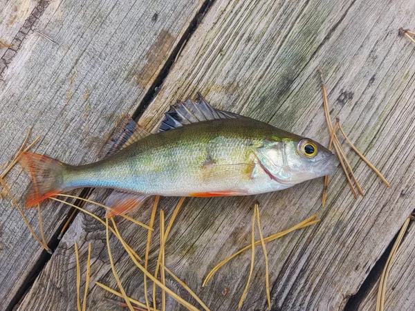 Pescado fresco sobre un fondo de madera — Foto de Stock