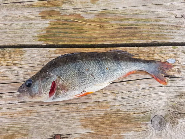 Frischer Fisch auf einem hölzernen Hintergrund — Stockfoto