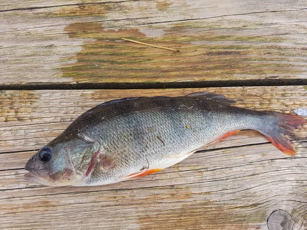 Frischer Fisch auf einem hölzernen Hintergrund — Stockfoto