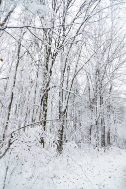 Kış arka plan, ağaçlar karda