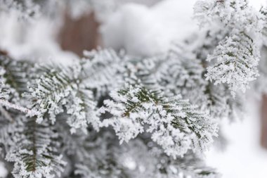 Kış arka plan, ağaçlar karda