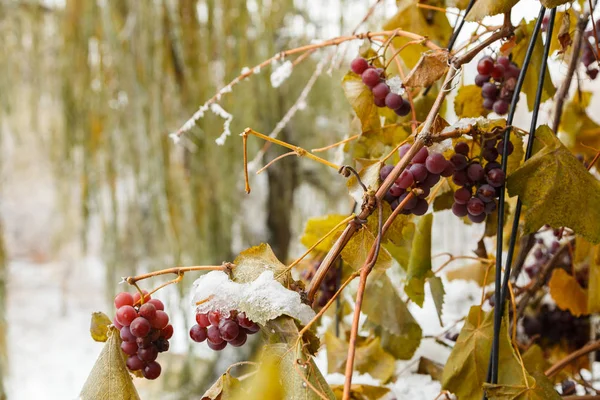 Uvas y heladas, la belleza de la naturaleza . —  Fotos de Stock