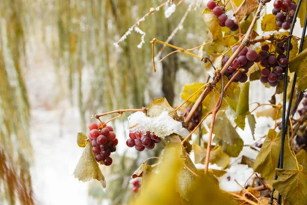 Druiven en vorst, de schoonheid van de natuur. — Stockfoto