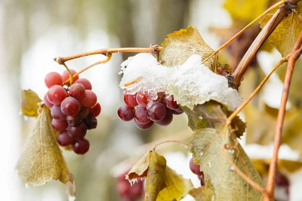 Druiven en vorst, de schoonheid van de natuur. — Stockfoto