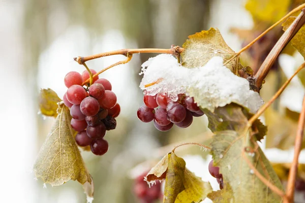 Druiven en vorst, de schoonheid van de natuur. — Stockfoto