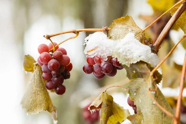 Druiven en vorst, de schoonheid van de natuur. — Stockfoto