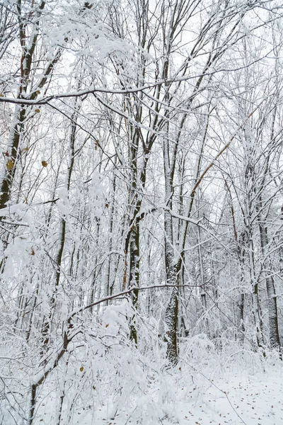 Vinter bakgrund, träd i snön — Stockfoto