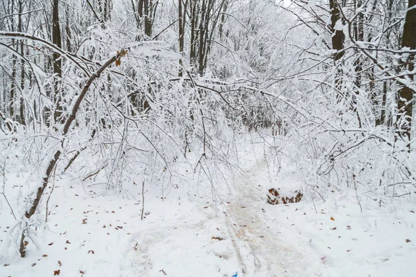 Vinter bakgrund, träd i snön — Stockfoto