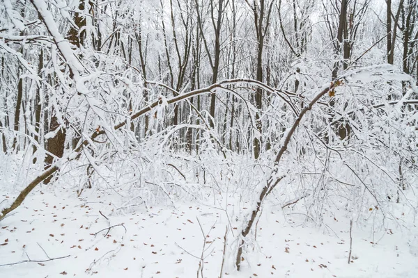 Fundo de inverno, árvores na neve — Fotografia de Stock