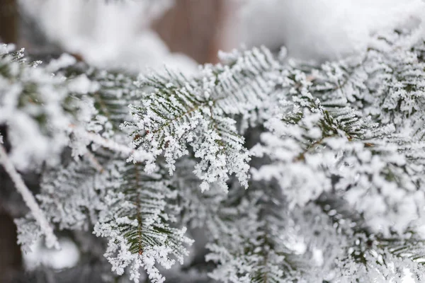 Fundo de inverno, árvores na neve — Fotografia de Stock