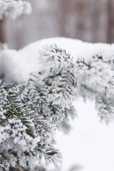 Fundo de inverno, árvores na neve — Fotografia de Stock
