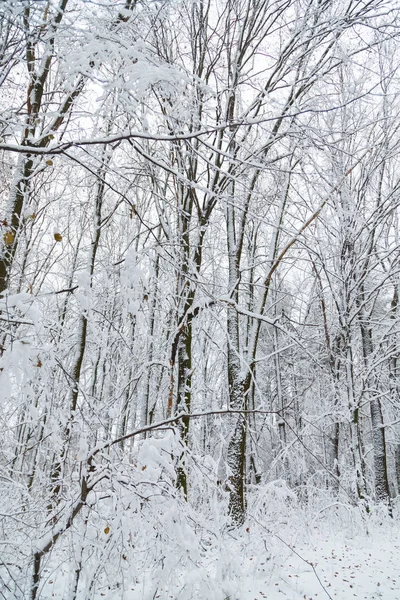 Fundo de inverno, árvores na neve Imagens Royalty-Free