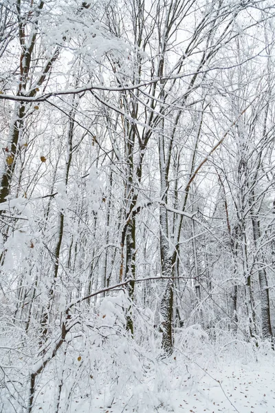 Fundo de inverno, árvores na neve Fotografia De Stock