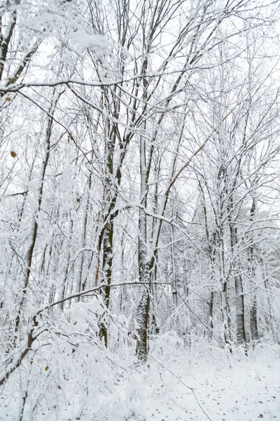 Fundo de inverno, árvores na neve Imagem De Stock