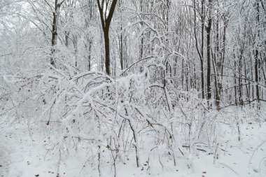 Kış, buz, kar ormanda