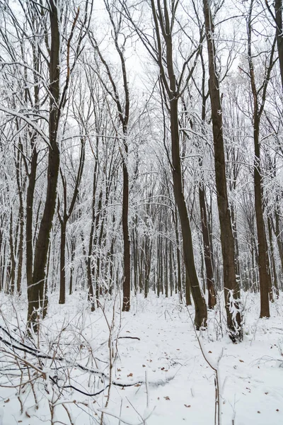 Vinter, frost, skog i snö — Stockfoto