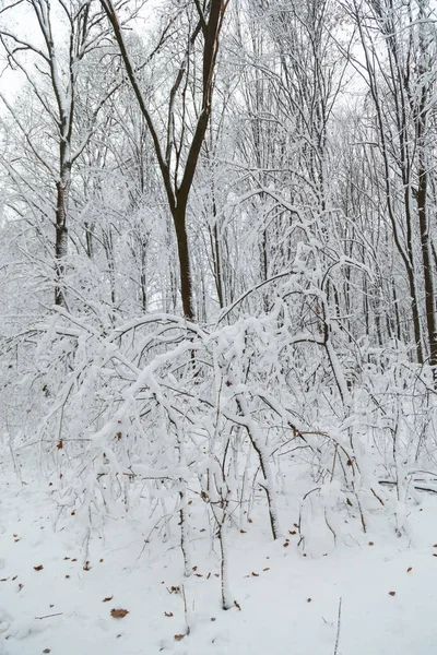 Inverno, geada, floresta na neve — Fotografia de Stock