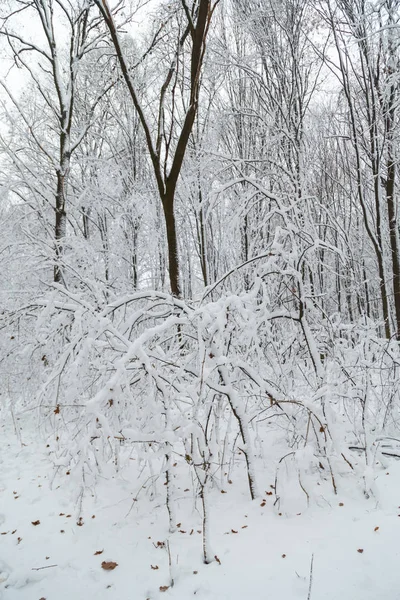 Invierno, heladas, bosque en la nieve — Foto de Stock