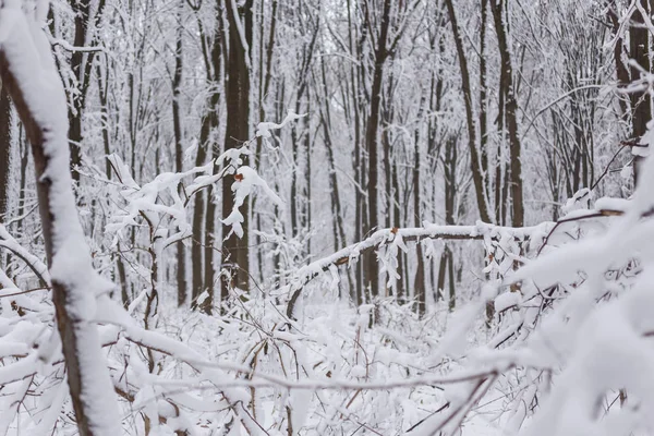 Inverno, geada, floresta na neve — Fotografia de Stock