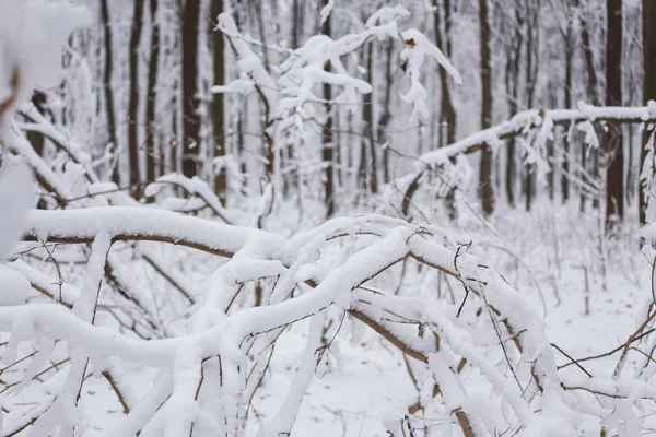 Vinter, frost, skog i snö — Stockfoto