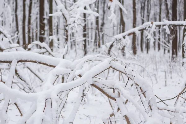 Vinter, frost, skog i snö — Stockfoto