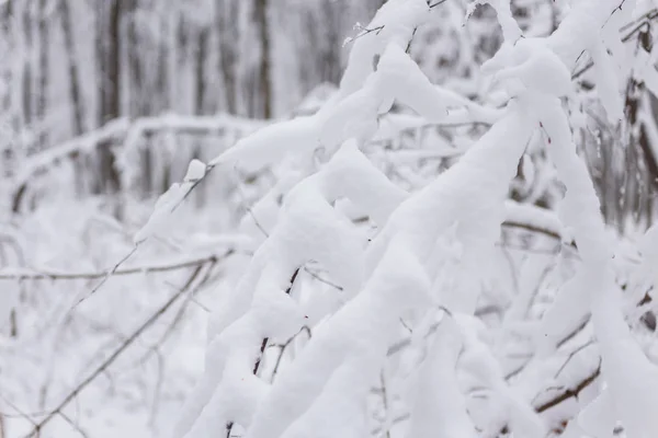 Inverno, geada, floresta na neve — Fotografia de Stock