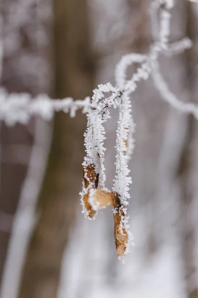 Hoarfrost on trees beautiful winter background closeup — Stock Photo, Image