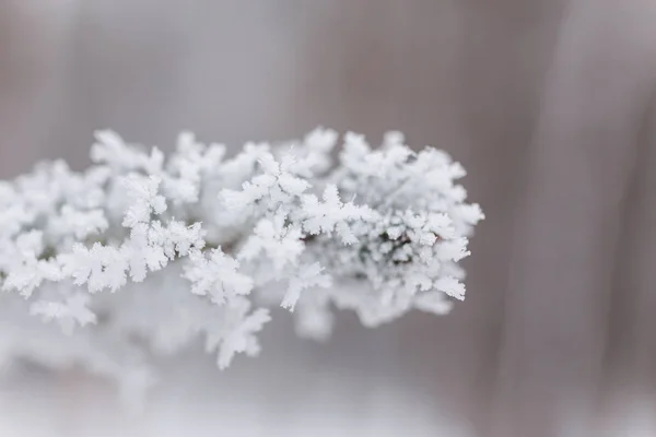 Raureif auf Bäumen schöne Winter Hintergrund Nahaufnahme — Stockfoto