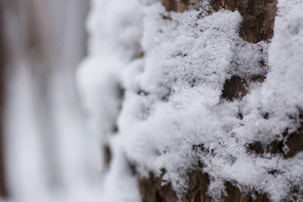 Hoarfrost on trees beautiful winter background closeup — Stock Photo, Image