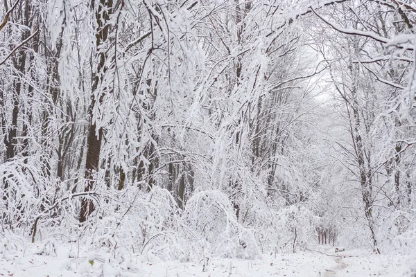 Vinter bakgrund, träd i snön — Stockfoto