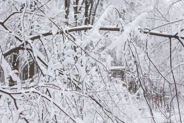 Vinter bakgrund, träd i snön — Stockfoto