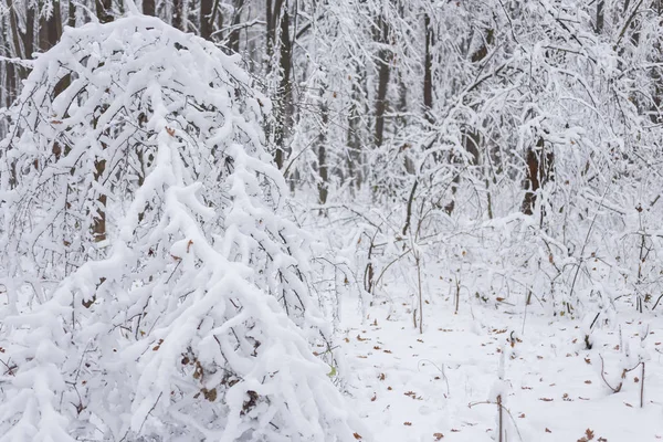 Fondo de invierno, árboles en la nieve — Foto de Stock