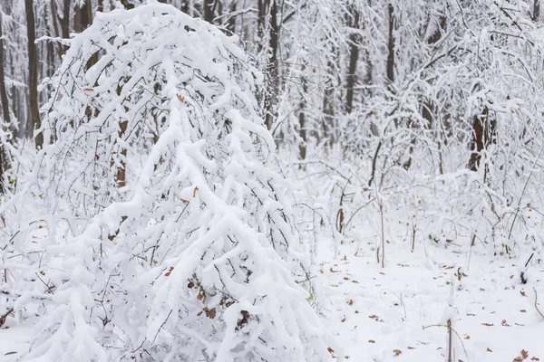 Fondo de invierno, árboles en la nieve — Foto de Stock