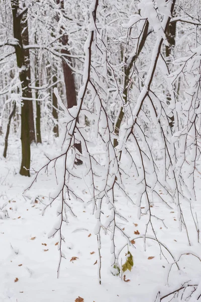 Vinter bakgrund, träd i snön — Stockfoto