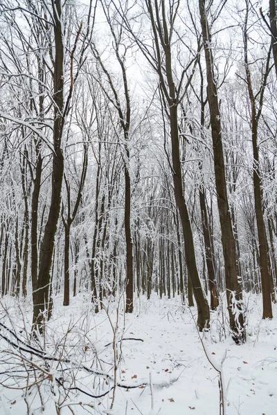 Inverno, geada, floresta na neve Imagem De Stock