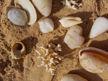 kabukları ve mercan kum üzerinde
