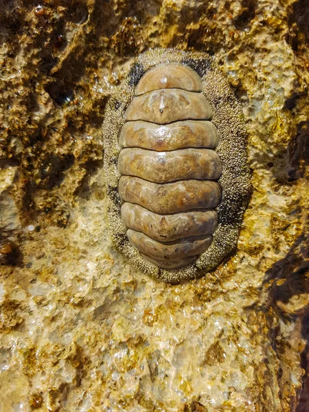 Shellfish berpegang pada batu — Stok Foto