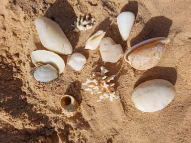 kabukları ve mercan. Doğanın güzelliği.