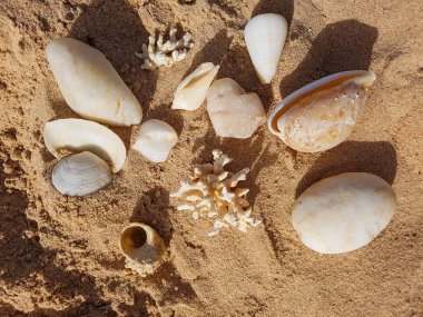 kabukları ve mercan. Doğanın güzelliği.
