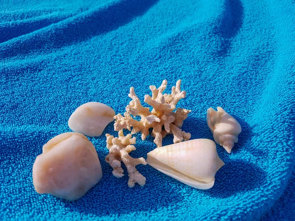 Conchiglie e coralli. Bellezza della natura . — Foto Stock