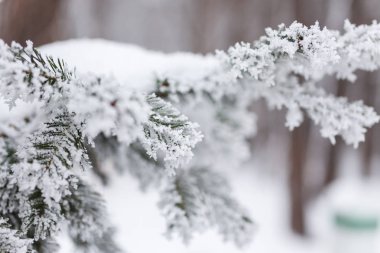 Kış arka plan, ağaçlar karda