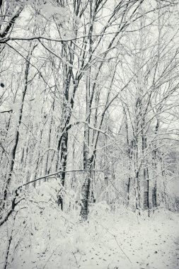 Güzel kış karlı ormanı