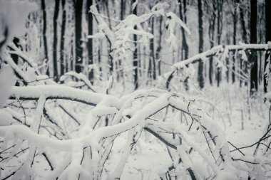 Güzel kış karlı ormanı